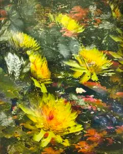 Ames - Carroll Creek Waterlilies 1 - Photography