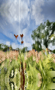 Ames - Mirror of a Feeling - Photography