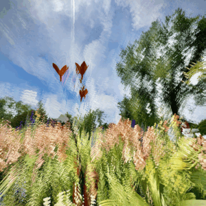 Ames - Mirror of a Feeling - Photography